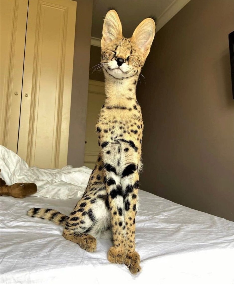 Саванна кошка