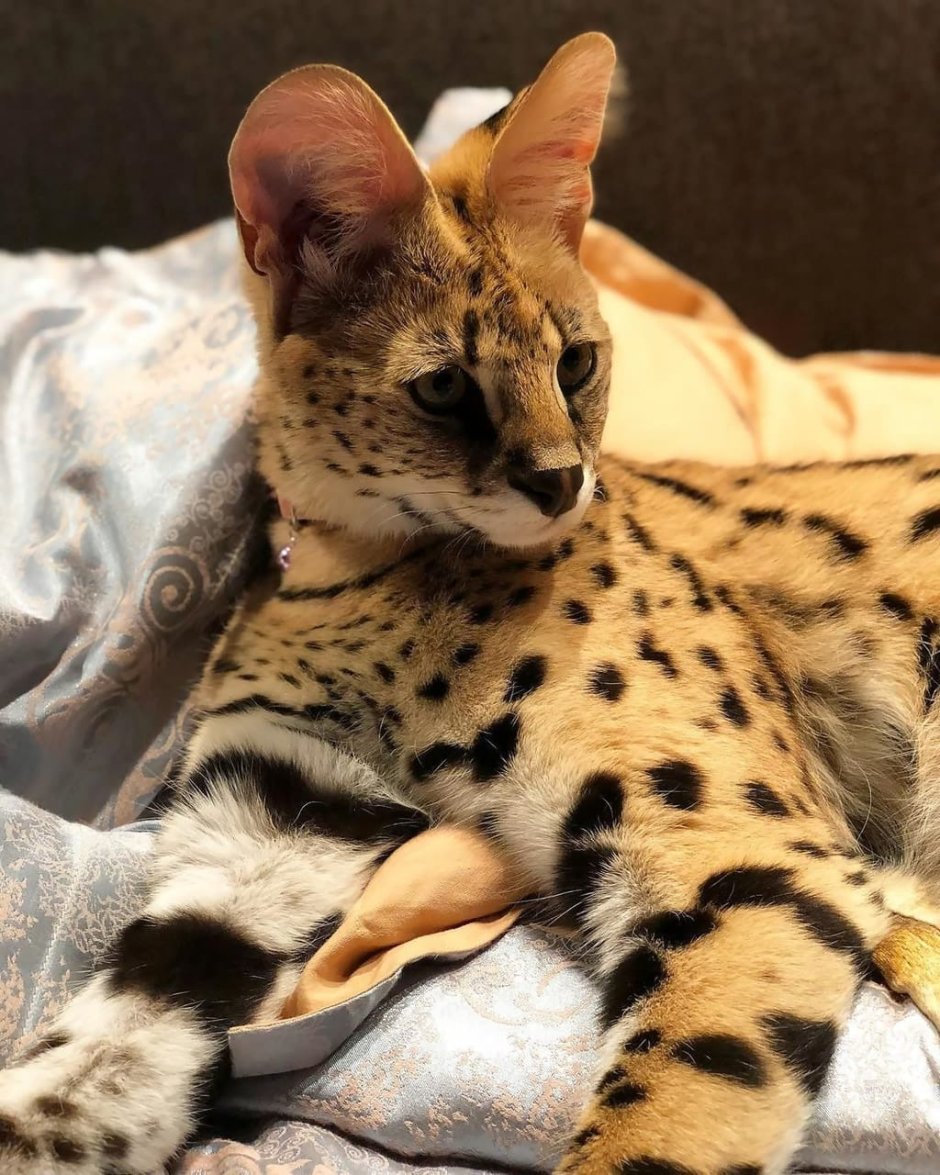 Бенгальская Саванна кошка