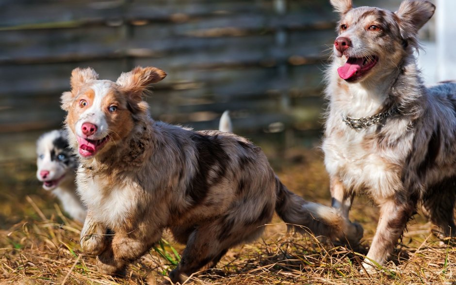 Australian Shepherd перевод на русский