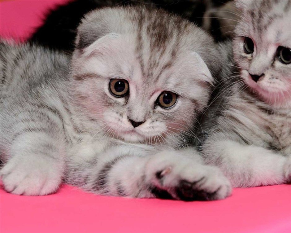 Милые Шотландские вислоухие кошки