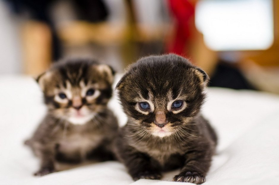 Котята ми ми ми
