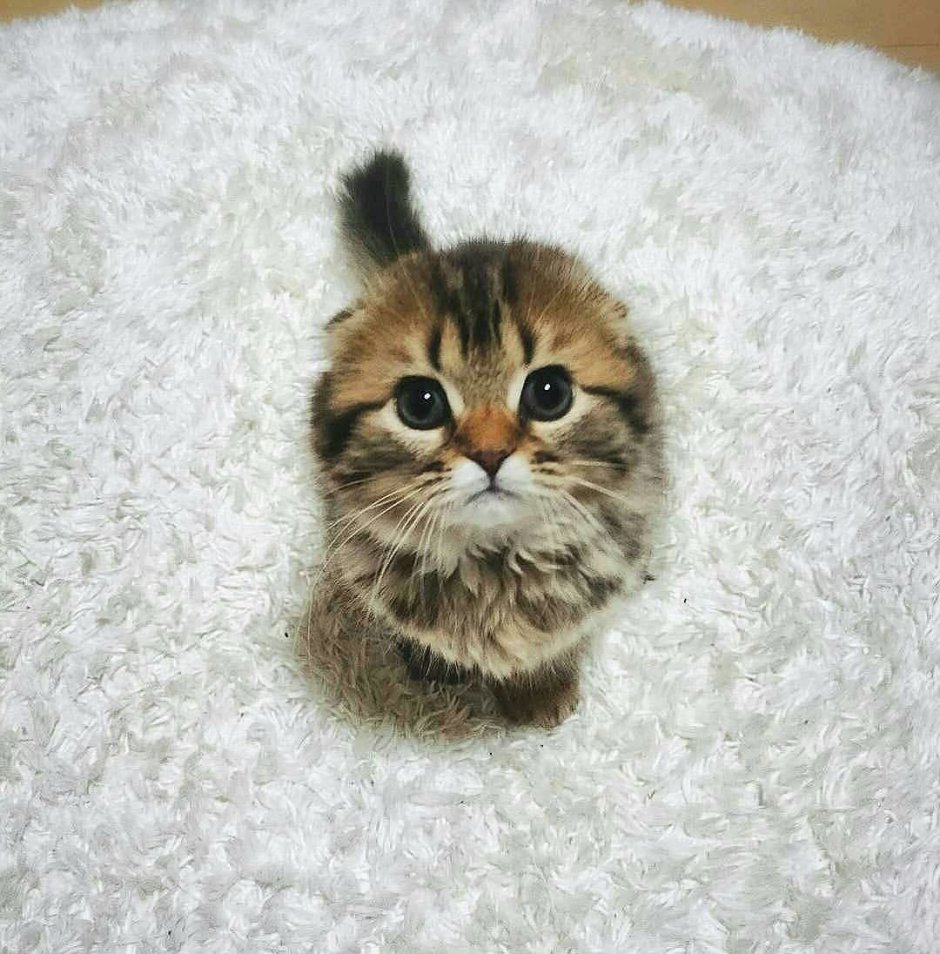 Вислоухие пушистые котята