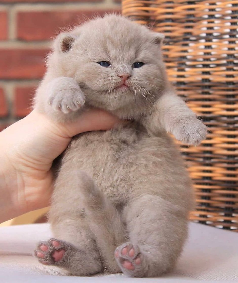Милые котята Шотландские вислоухие