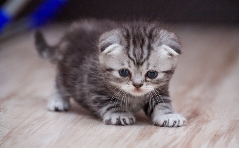 Шотландская вислоухая кошка маленький