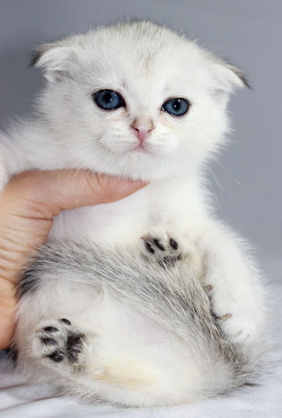 Шотландская вислоухая кошка белая