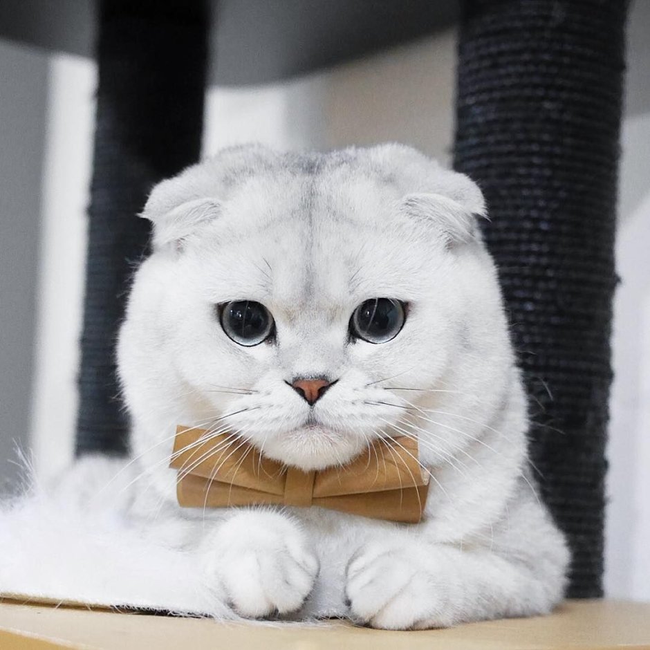 Манчкин фолд скоттиш килд