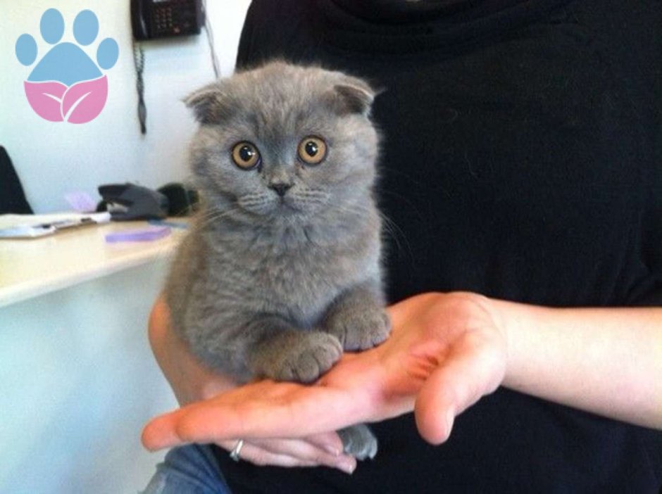 Маленькие вислоухие котята 1 месяц