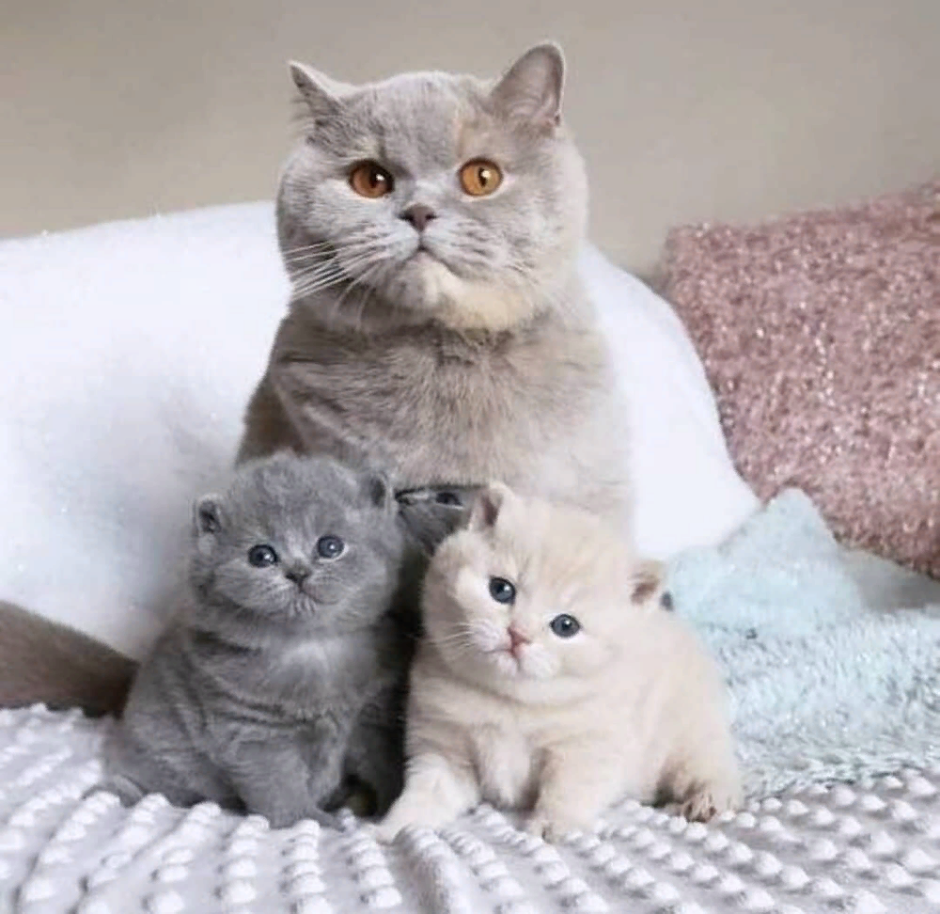 Британская вислоухая кошка