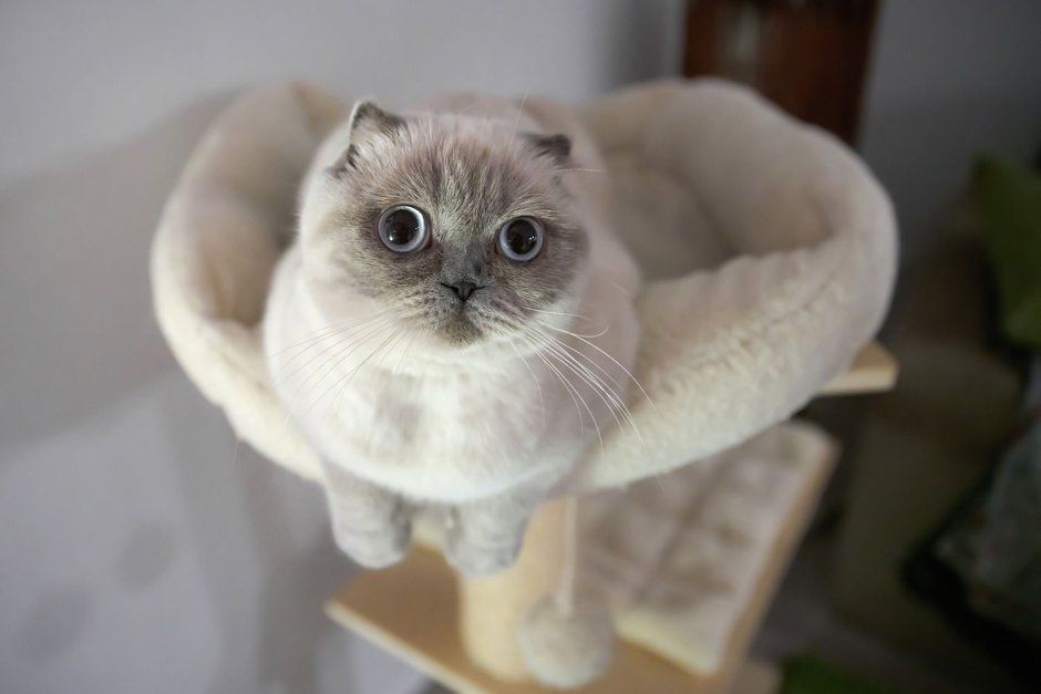 Скоттиш фолд Манчкин