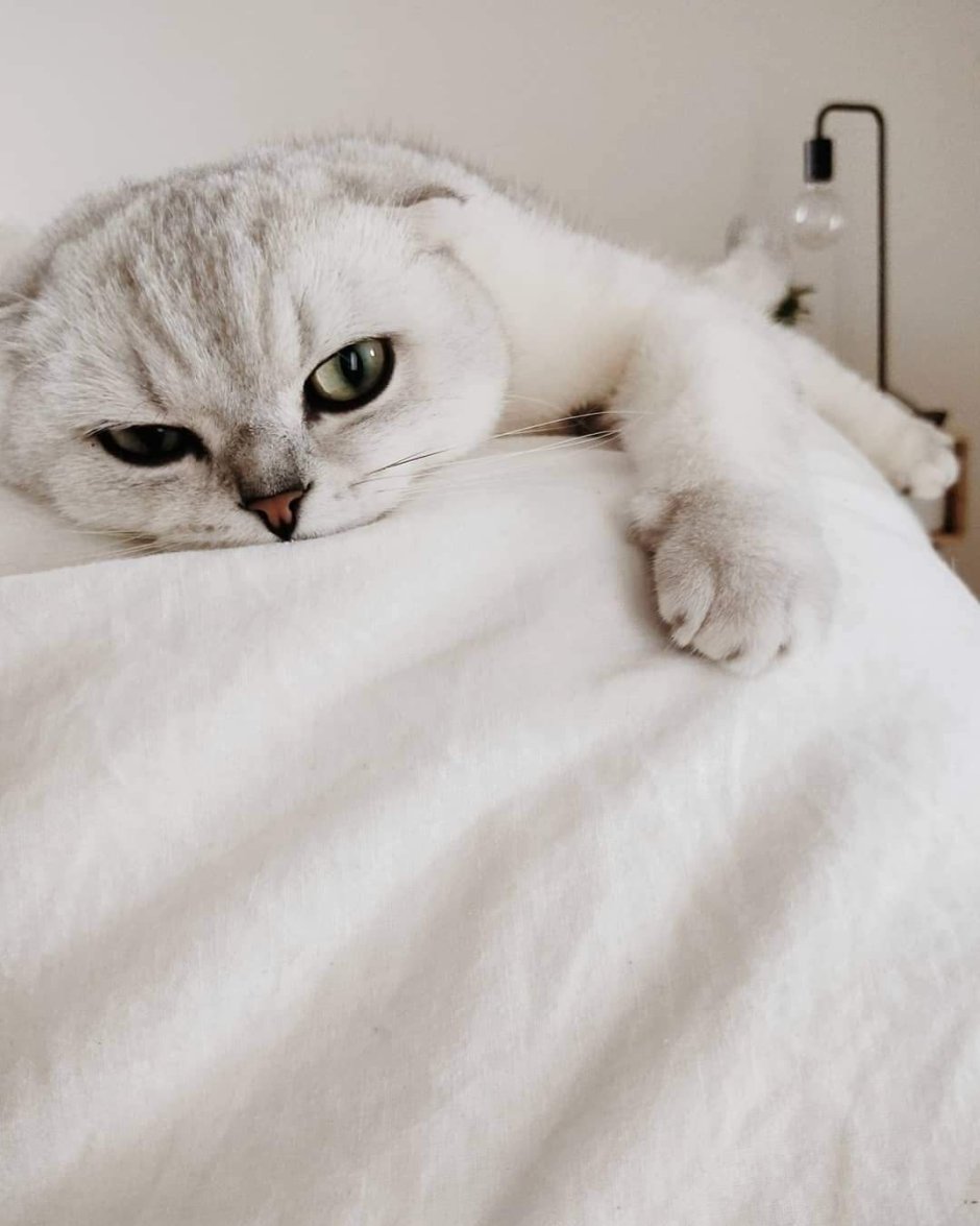 Сквиш вислоухий кот