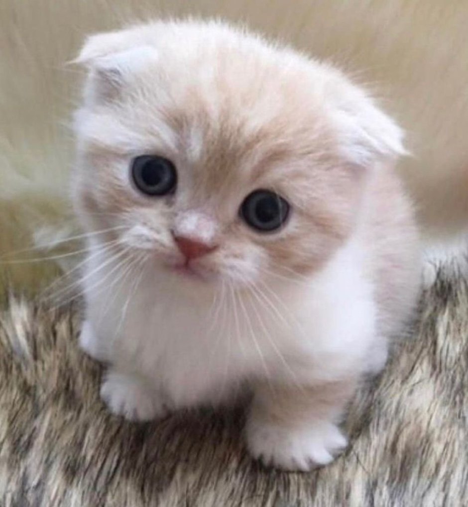 Шотландский вислоухий Манчкин кот