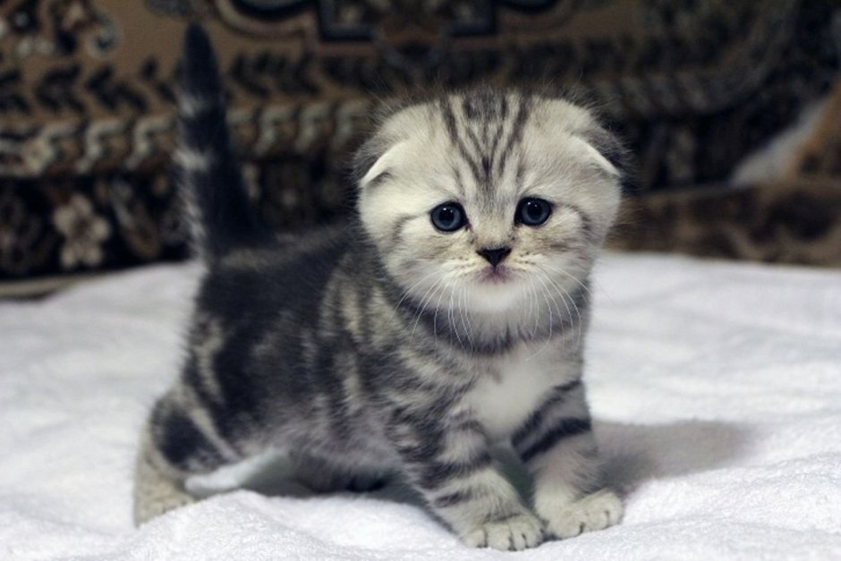Маленькие котята Шотландские вислоухие