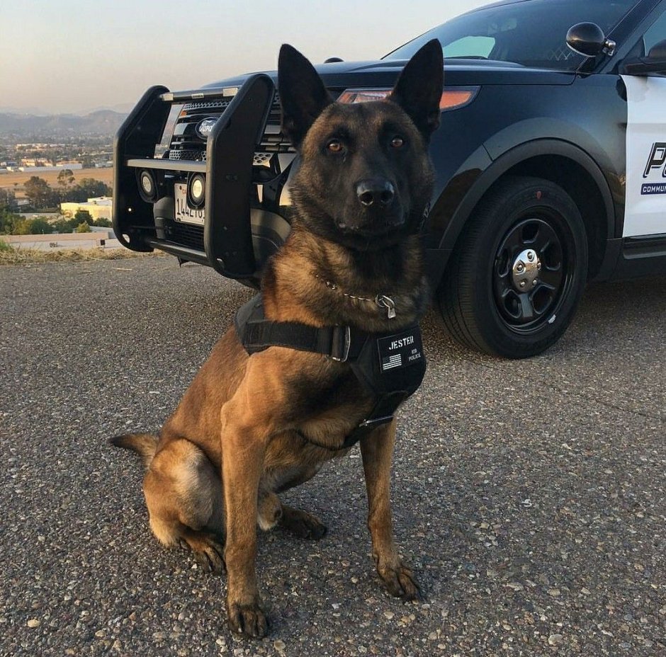 Малинуа k9