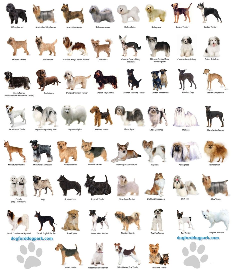 Breed порода собак