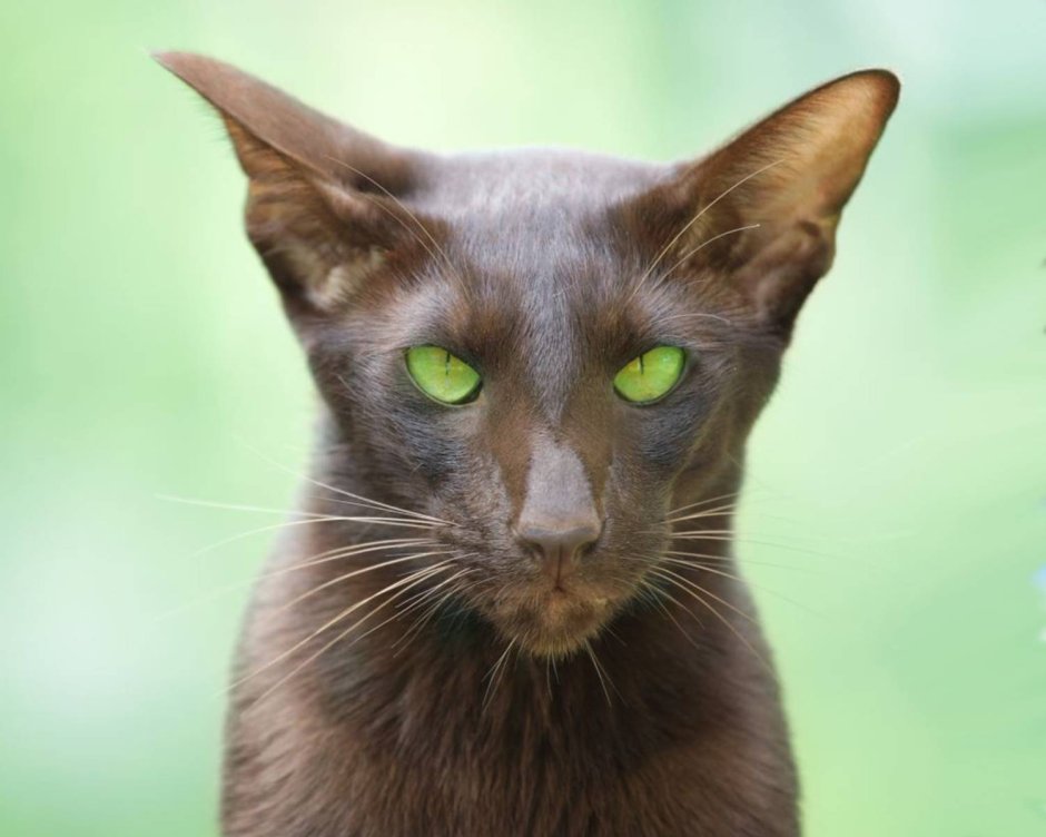 Шоколадный британец кот Bri b
