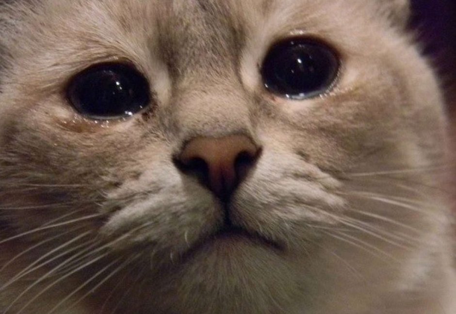 Кот со слезами