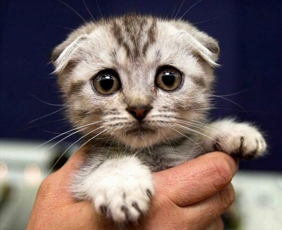Жалобный котик