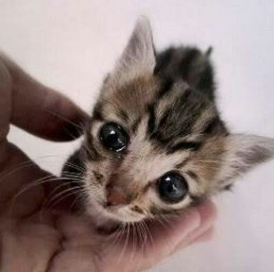 Котят пожалуйста