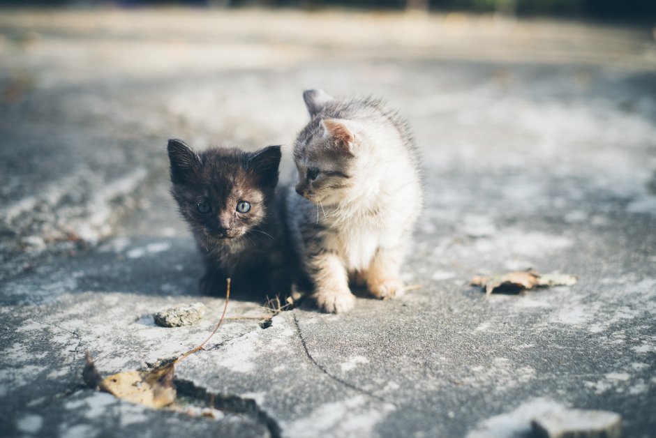 Брошенный котенок