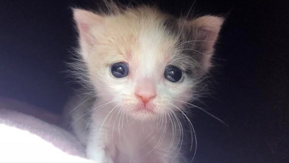 Маленький жалкий котенок