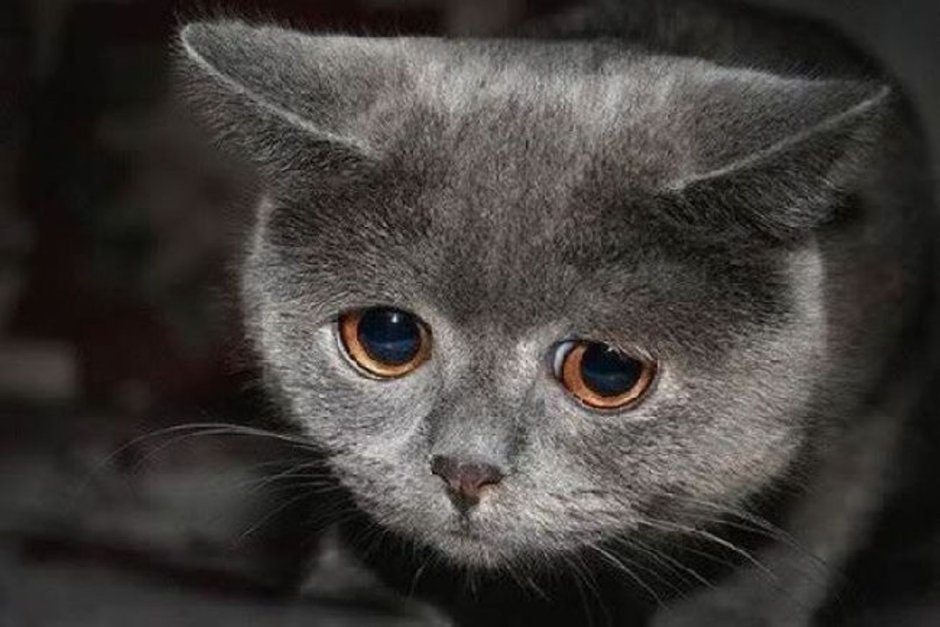 Плачущий котенок