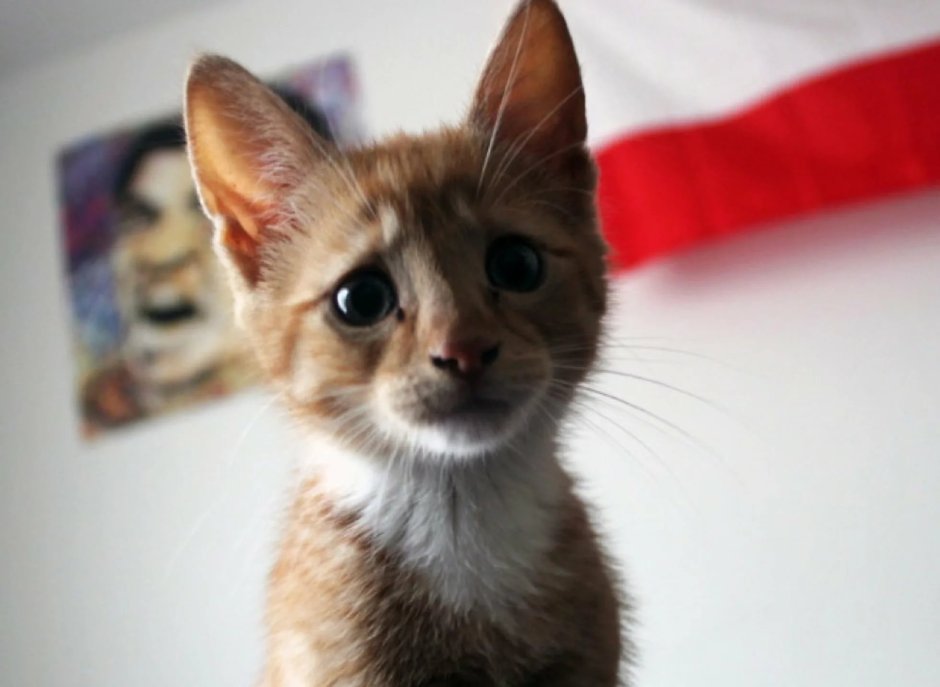Жалкий котенок