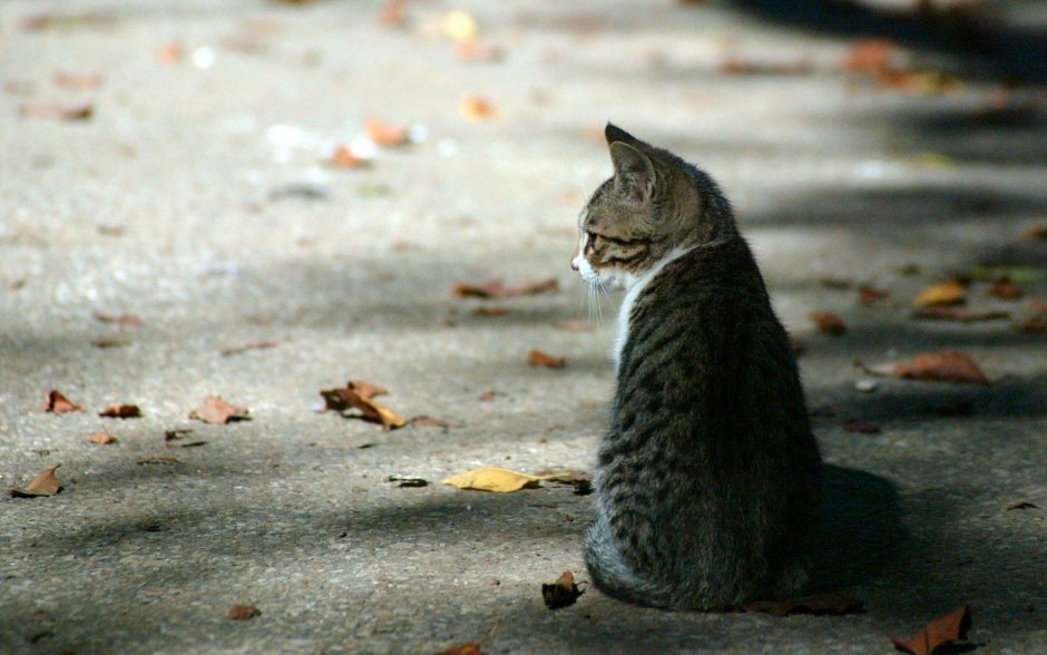Одинокий кот