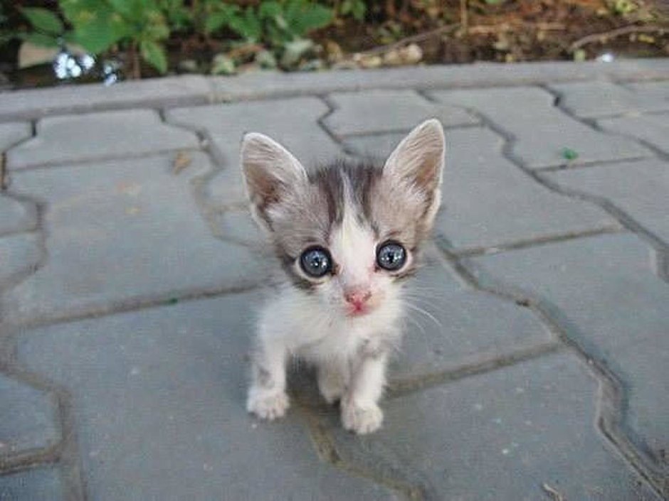 Маленький Бездомный котенок