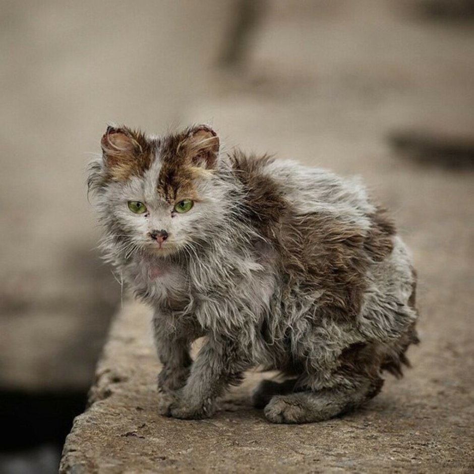 Бездомный уродливый кот