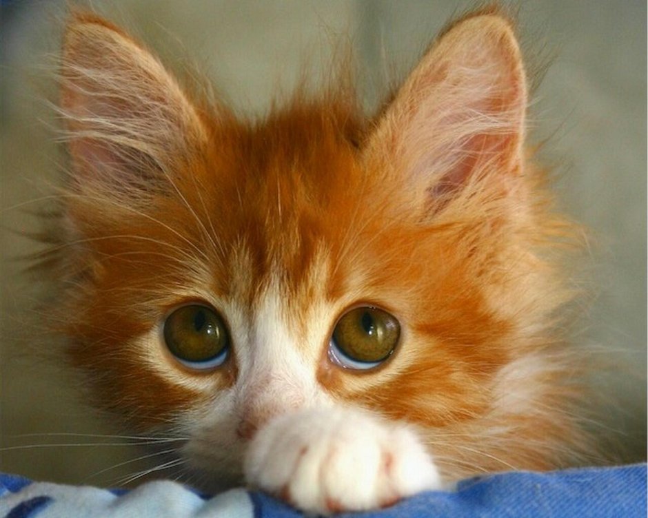 Жалобный котик