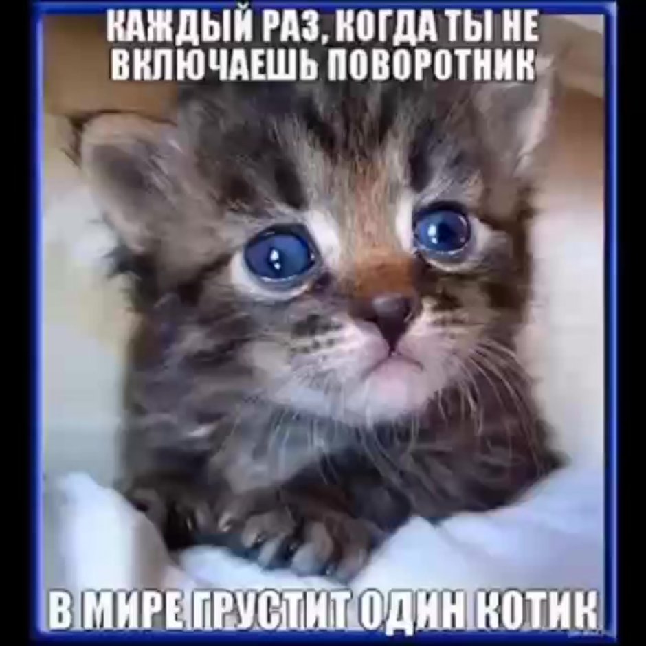 Жалкий котенок