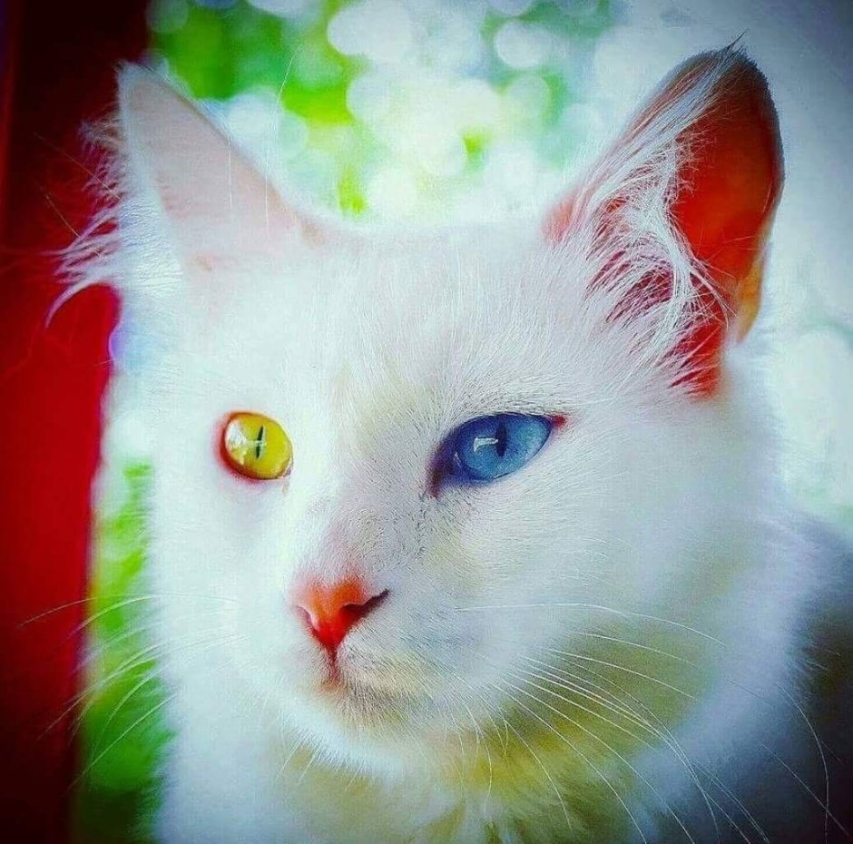 Van Kedisi van Cat