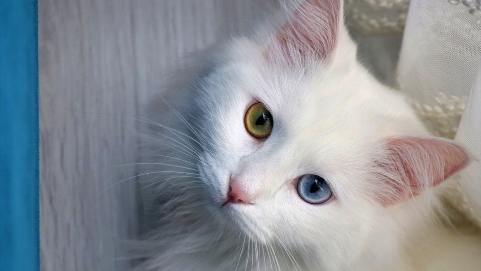 Турецкий Ван кошка фото