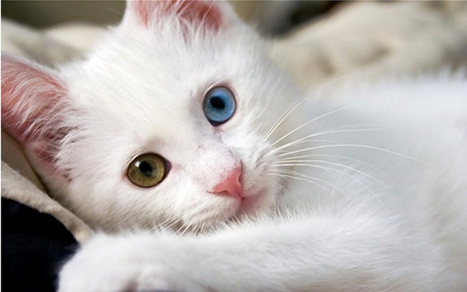 Сонник белая кошка