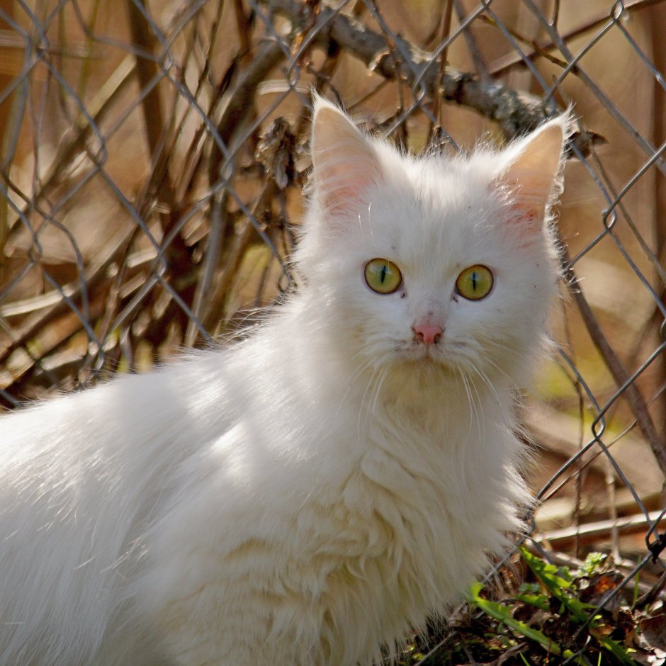 Ванский кот