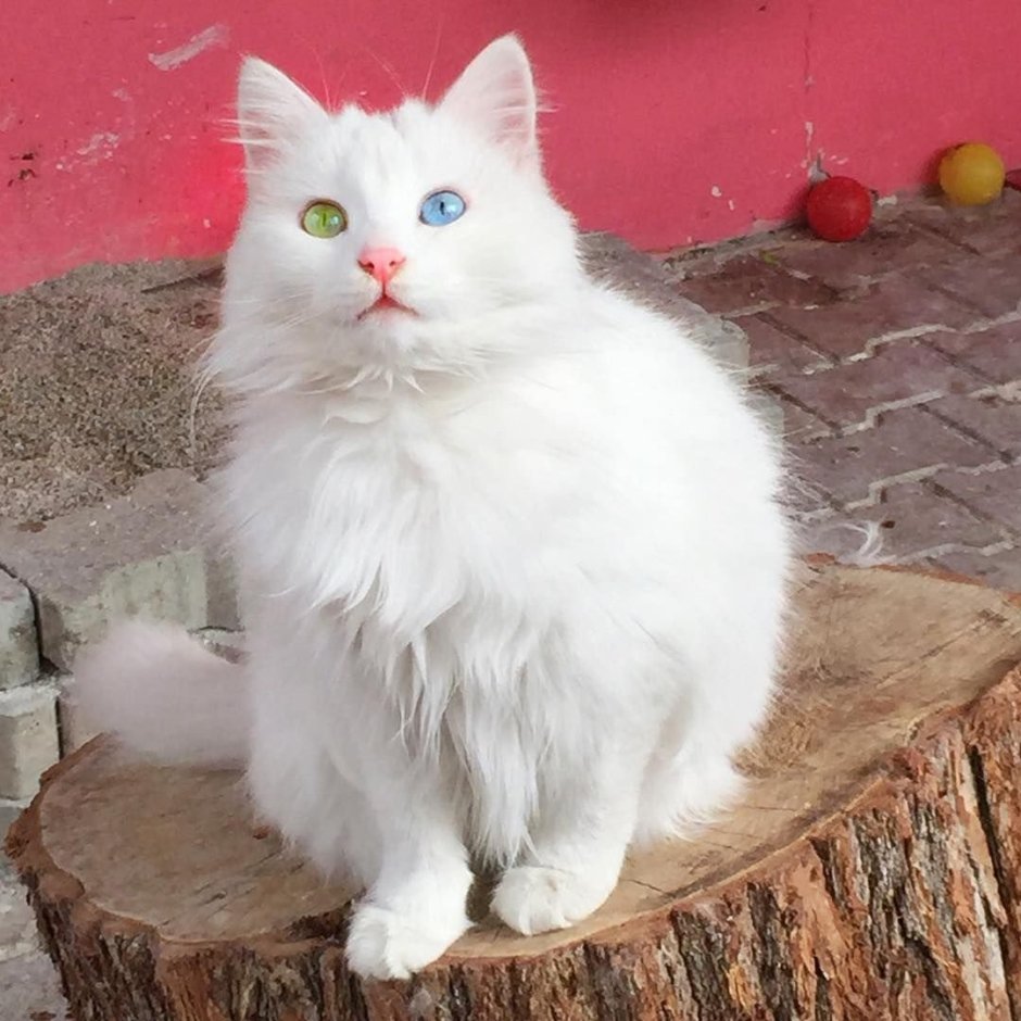 Турецкий Ван кедиси кошка
