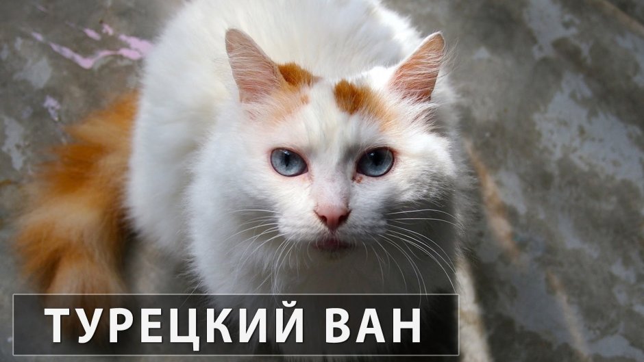 Турецкий Ван аллергия