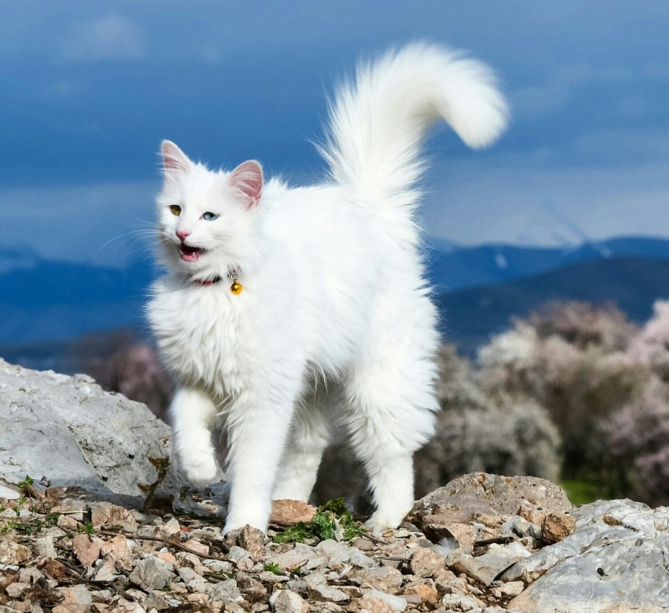 Севанская кошка
