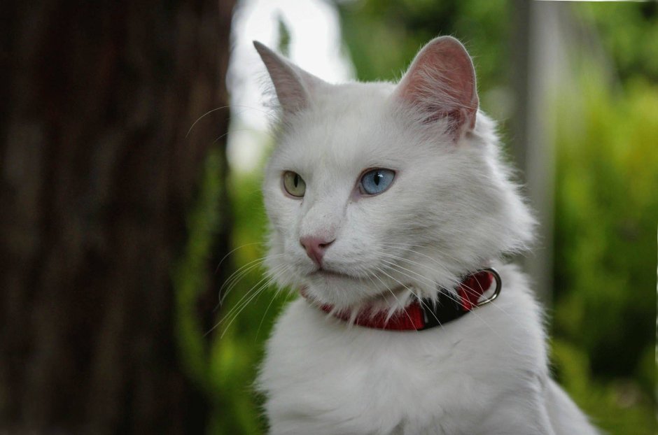 Khao Manee кошка