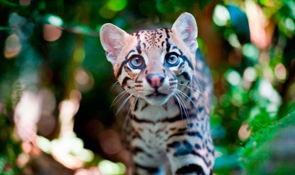 Оцелот (leopardus pardalis)