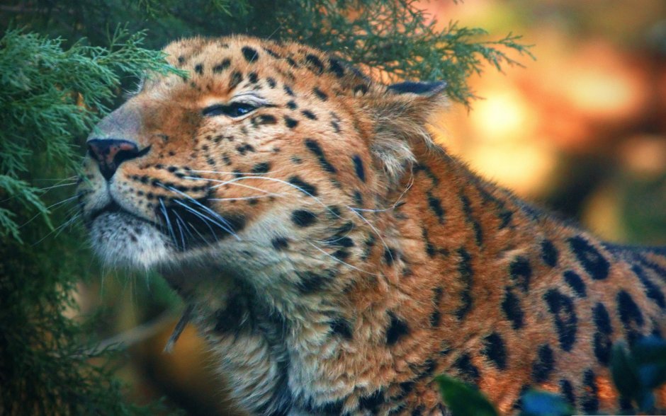 Красивые Дикие кошки