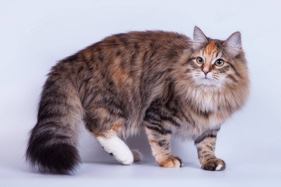 Сибирская кошка коричневая смотрящая вверх