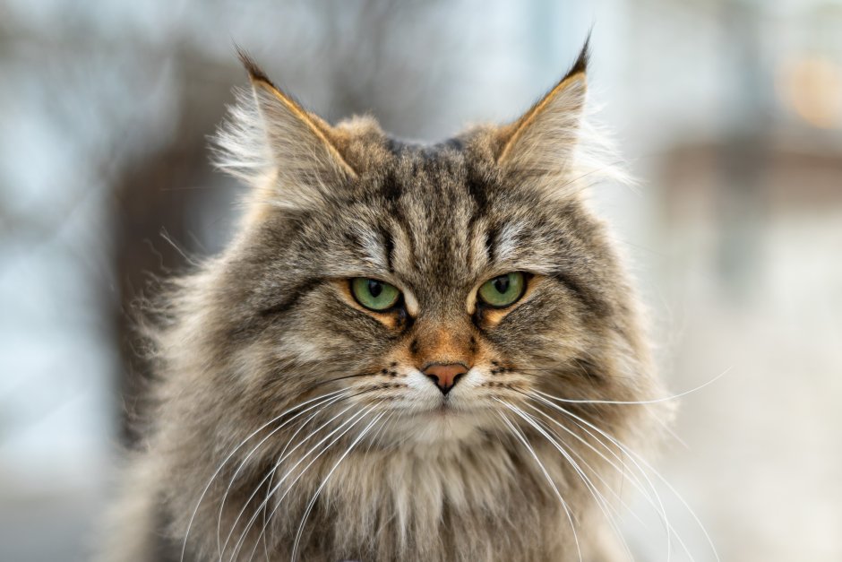 Сибирская длинношерстная кошка