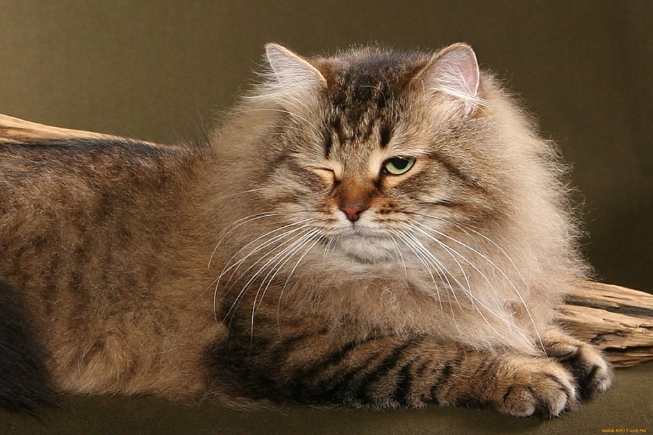 Котенок кремового цвета
