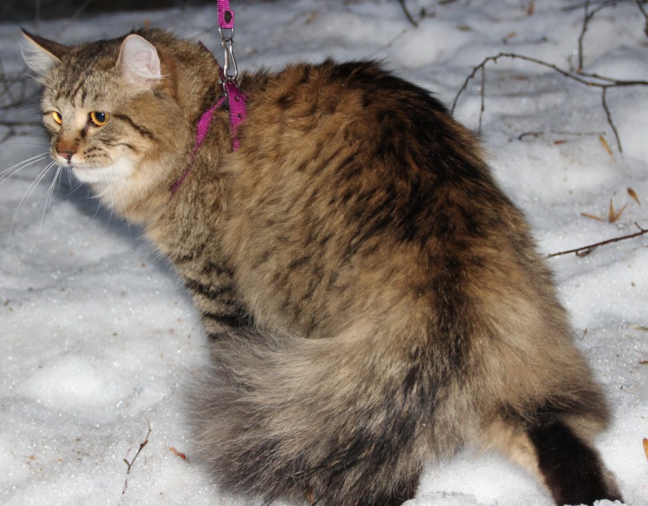Окрас сибирская кошка