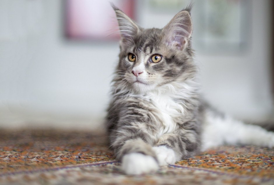 Сибирский длинношерстный кот