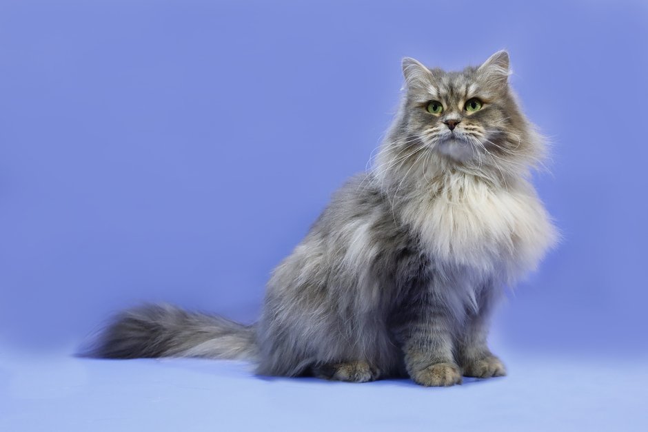 Сибирская кошка окрасы биколор