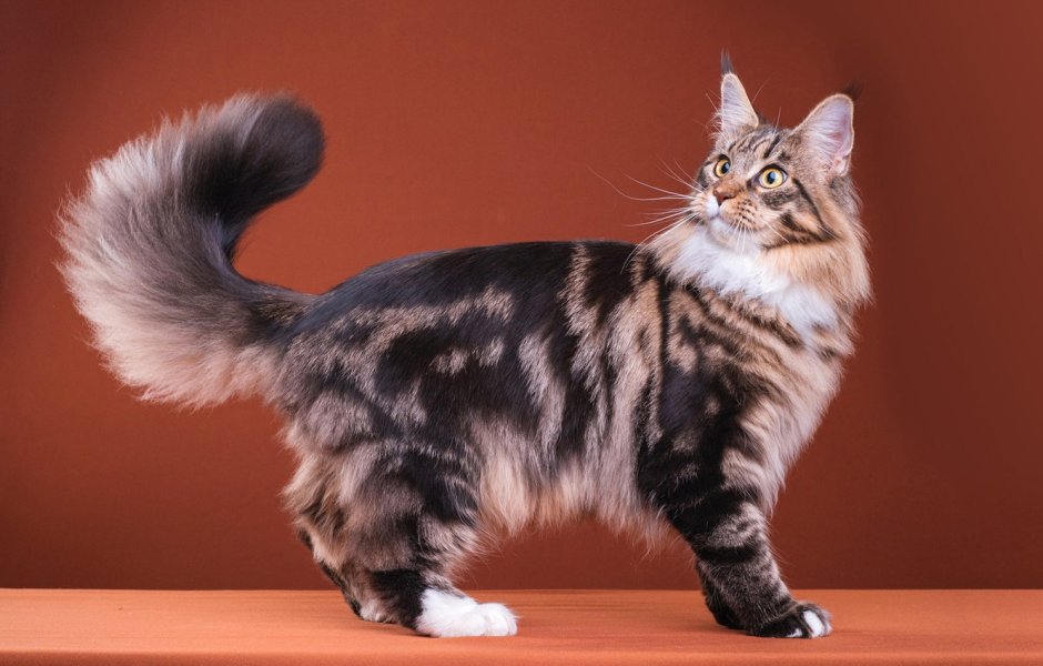 Сибирская кошка дымчатая