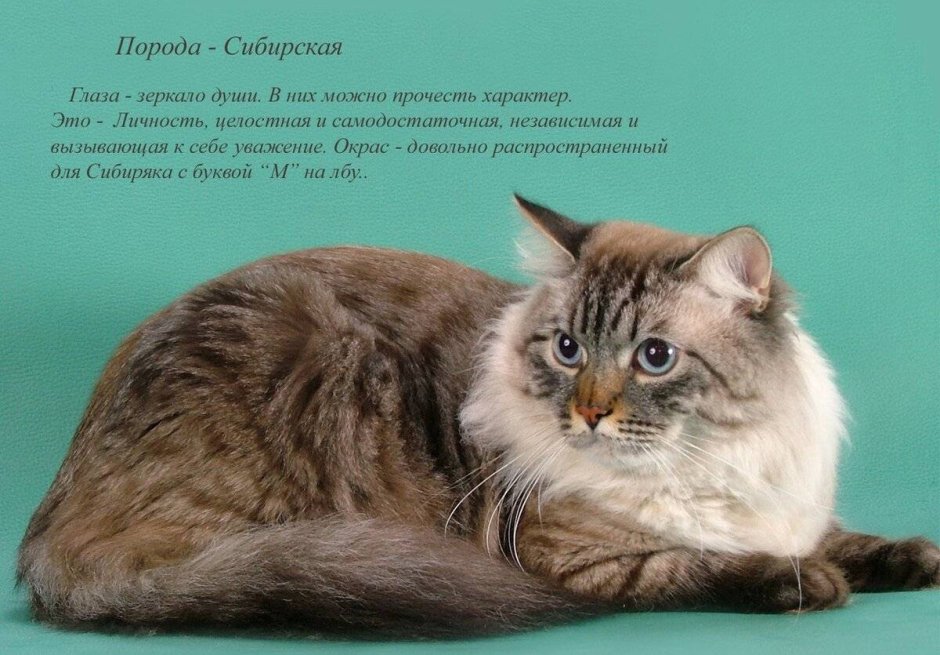 Сибирский кот агути черный