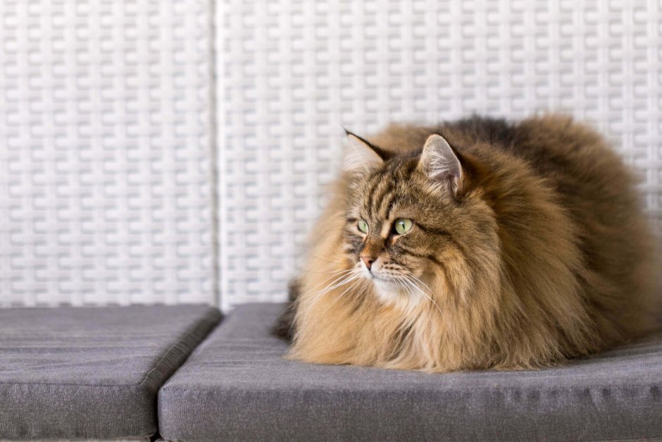 Сибирская кошка короткошерстная